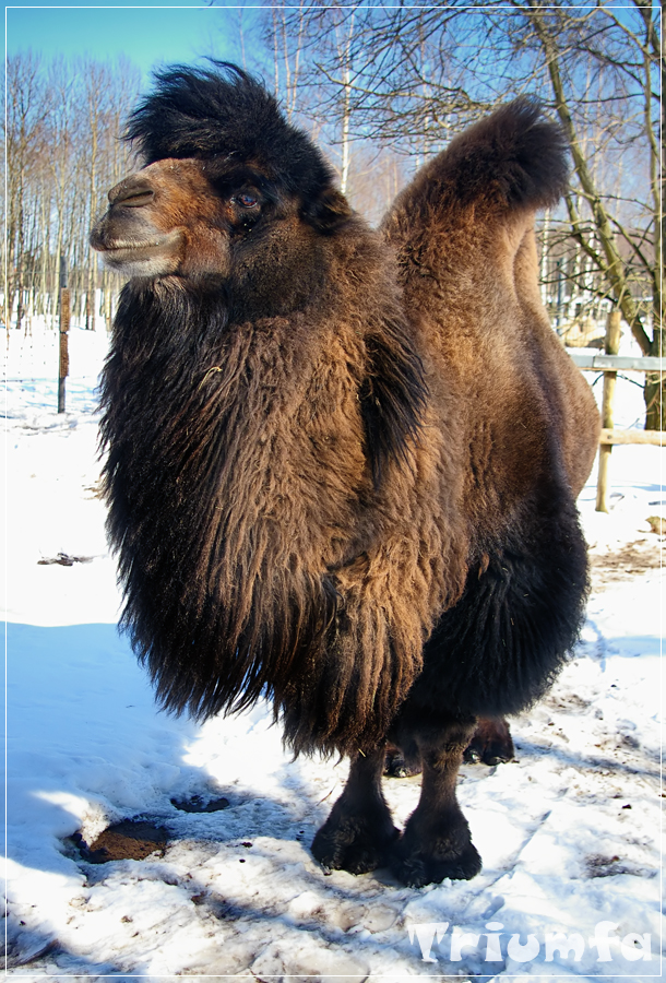 Kind-faced camel