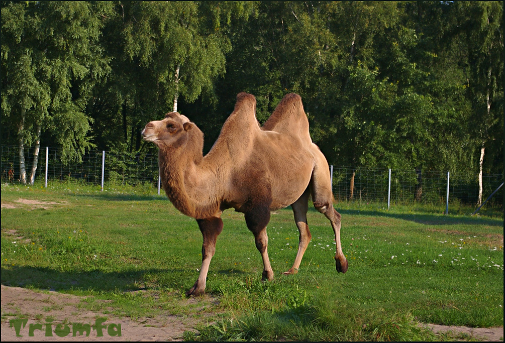 Imponderable camel