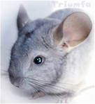 Litlle silver chinchilla by Triumfa