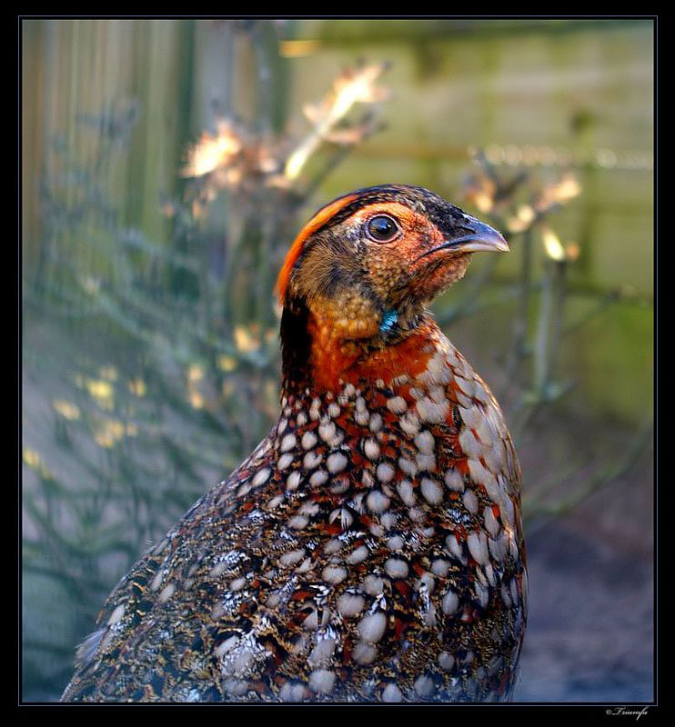 Tragopan Caboti