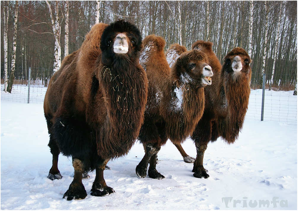 Three camels in snow