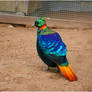 Himalayan Monal Pheasant