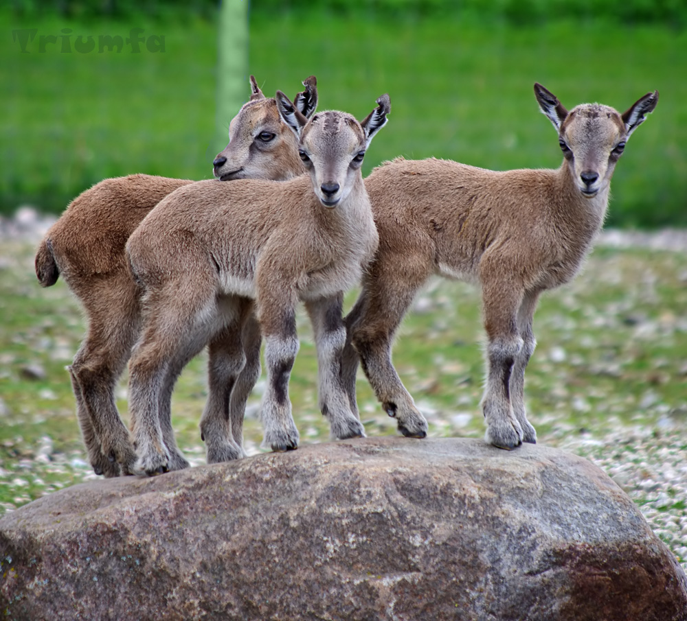 Three mighty goats