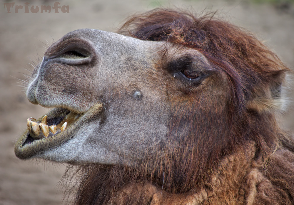 Camel teeth