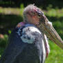 Marabou Stork