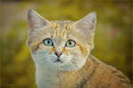 Sand cat portrait by Triumfa