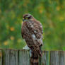 Eurasian sparrowhawk