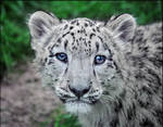 Little boss-eyed snowie by Triumfa