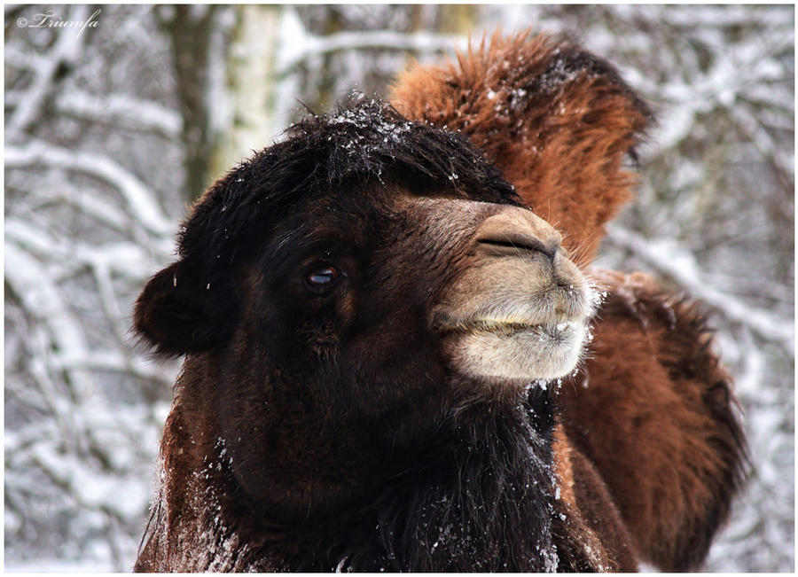 Bactrian camel portarit