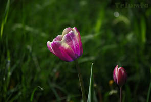 Tulip