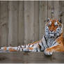 Amur tiger