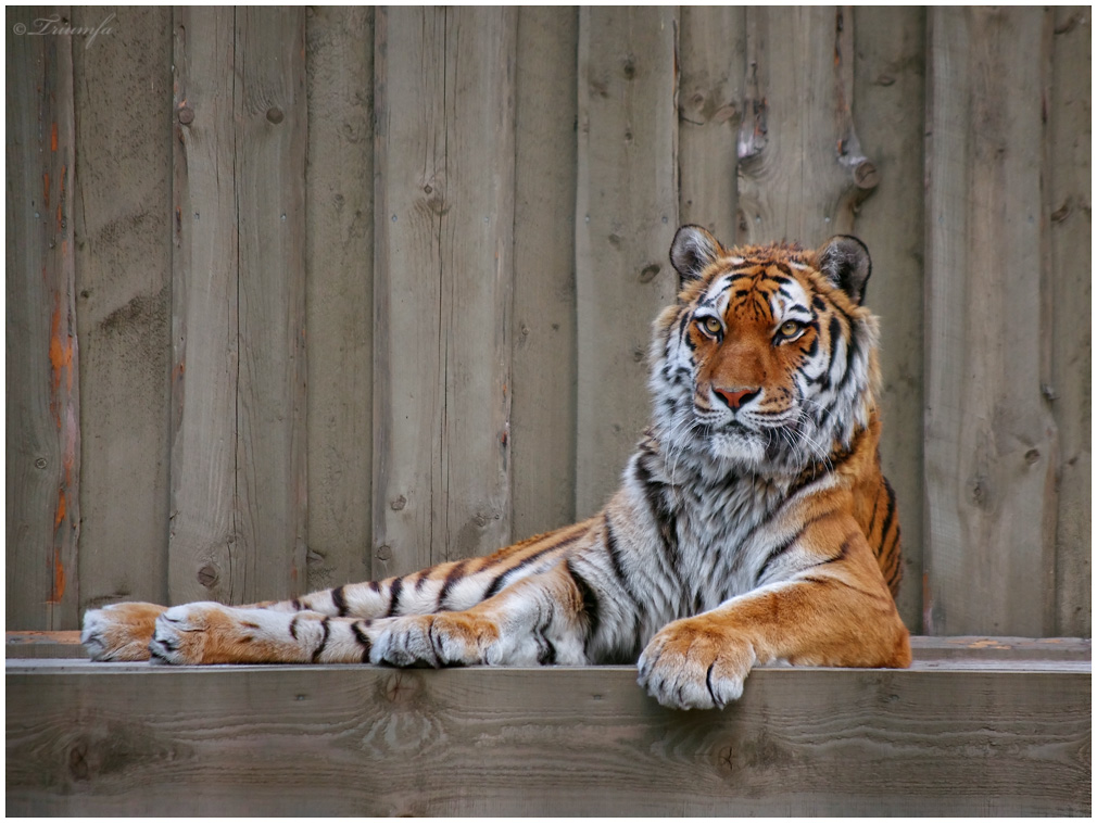 Amur tiger