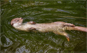 European otter swimming
