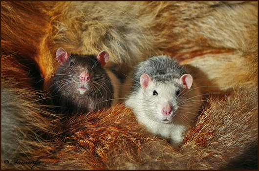 Fabulous rats