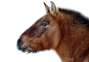 Brown Przewalski's horse