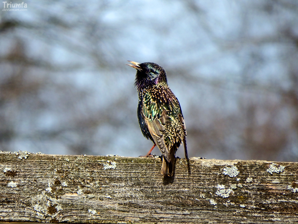 Starling