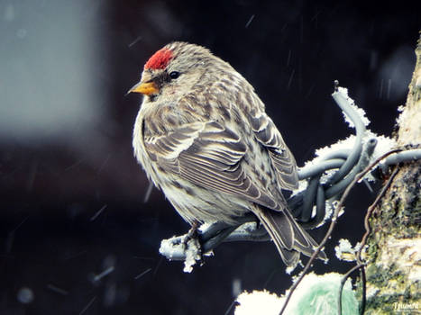 Common redpoll