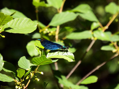 Blue and beautiful