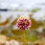 Flower with a view