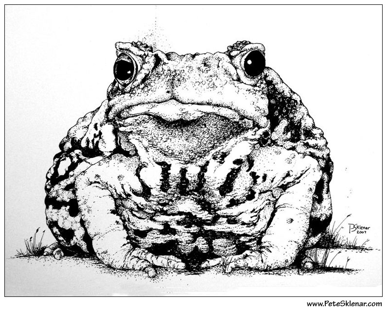 Sitting Toad