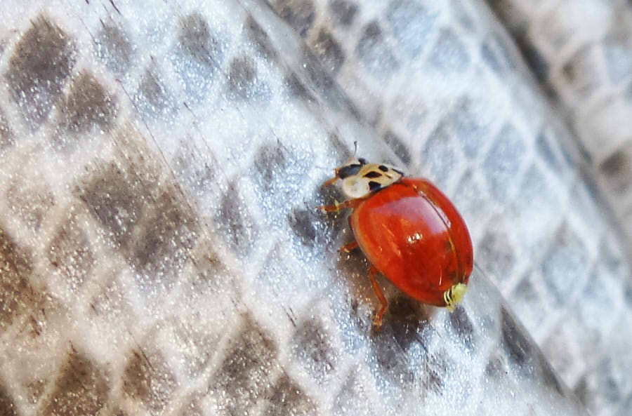 Lady Bug