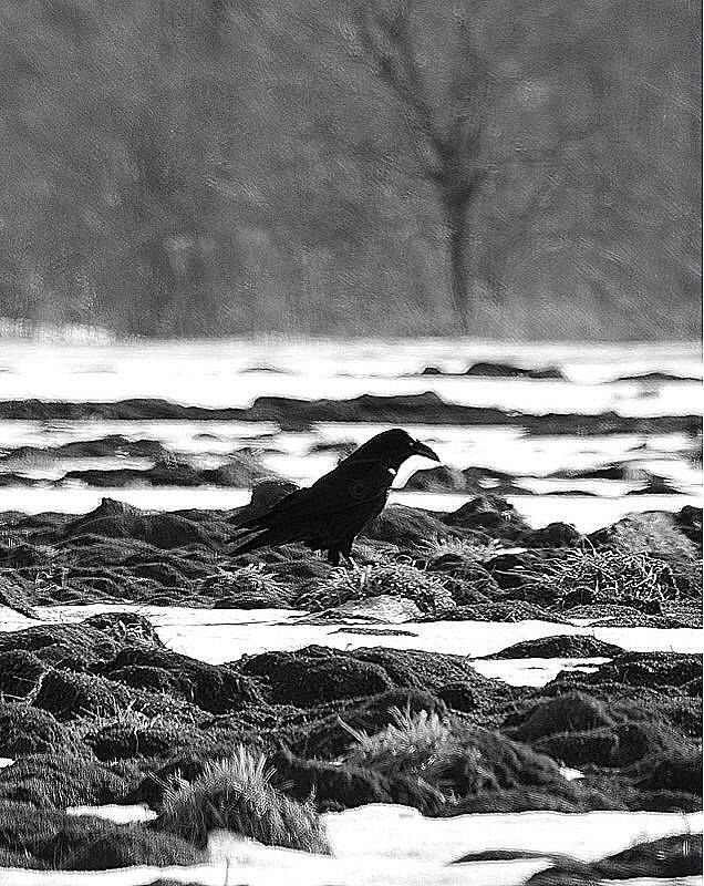 Raven In The Field