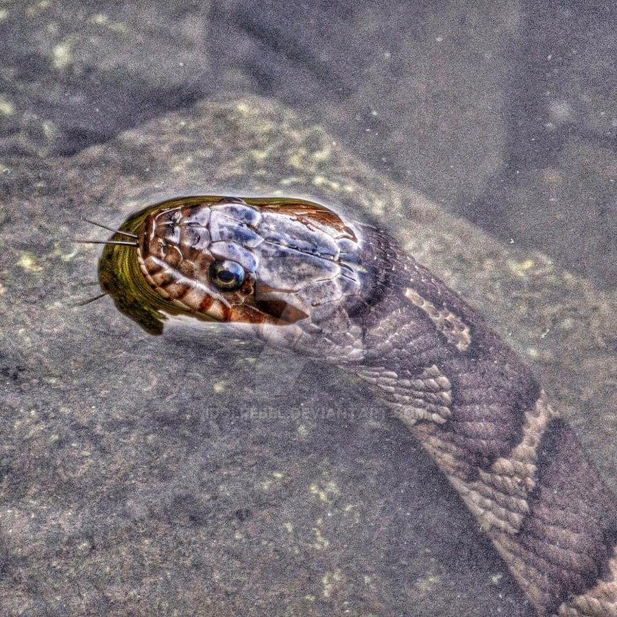 Eastern Water Snake