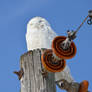 Snowy Owl