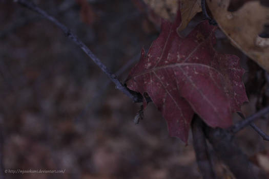 Red Leaf