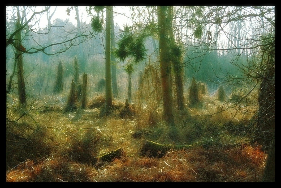 Wood Henge