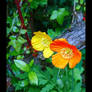 Spring Poppies