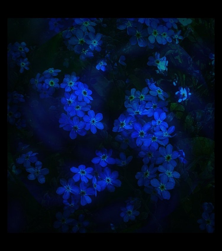 Forget-Me-Not Dreams