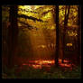 Autumn's Heart