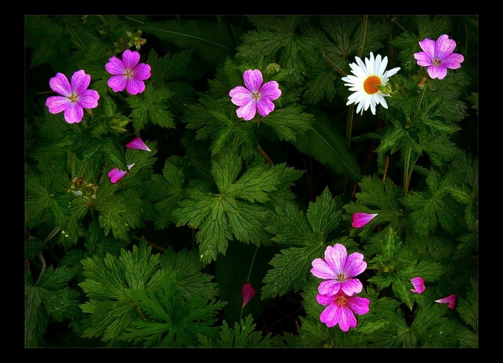 Wild Flowers