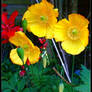 Welsh Poppies