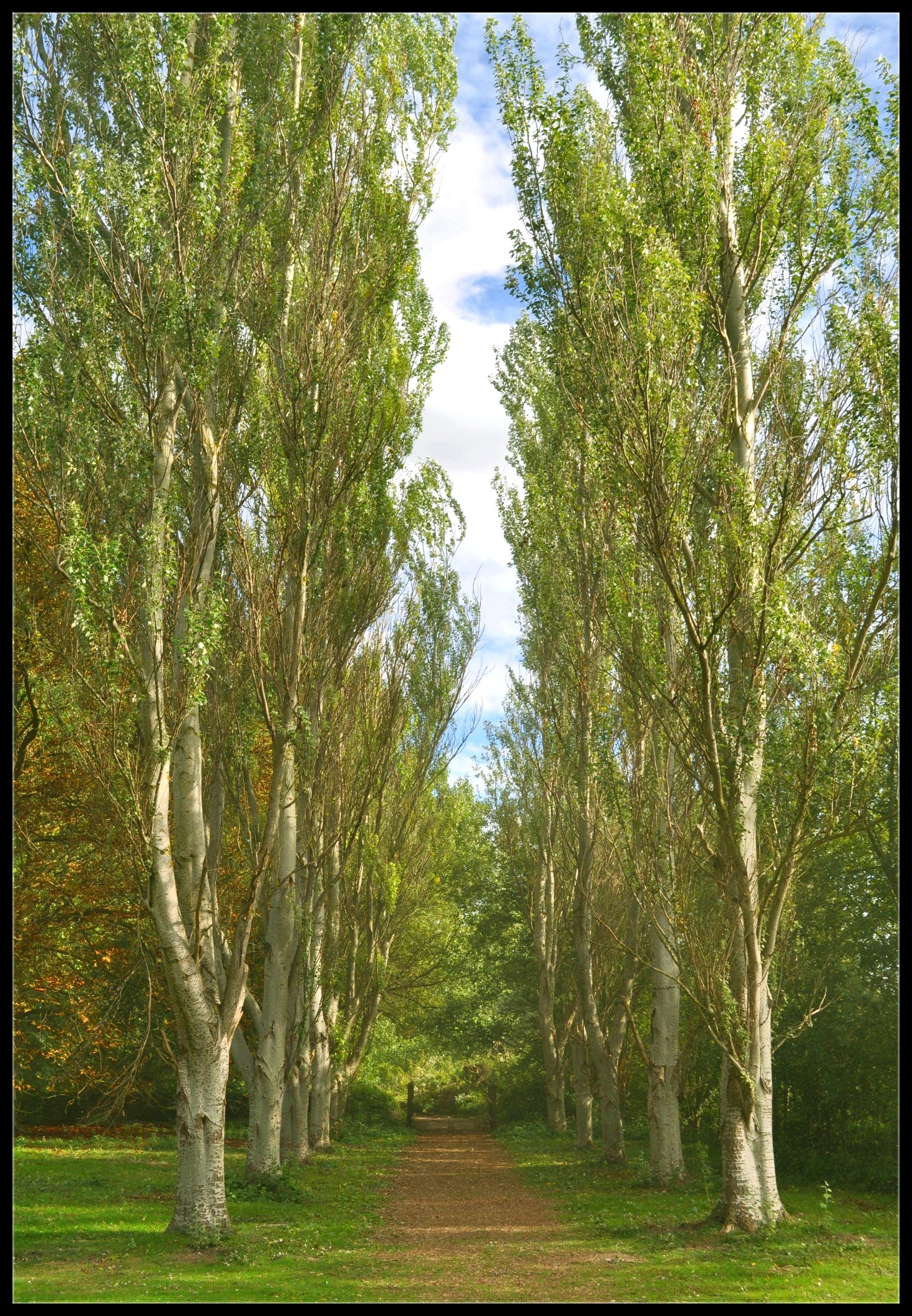 Path of Silver Birch