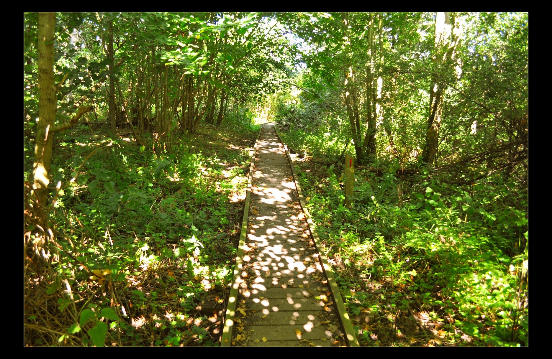 Sunlit September Path