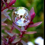 Bubble on a Leaf