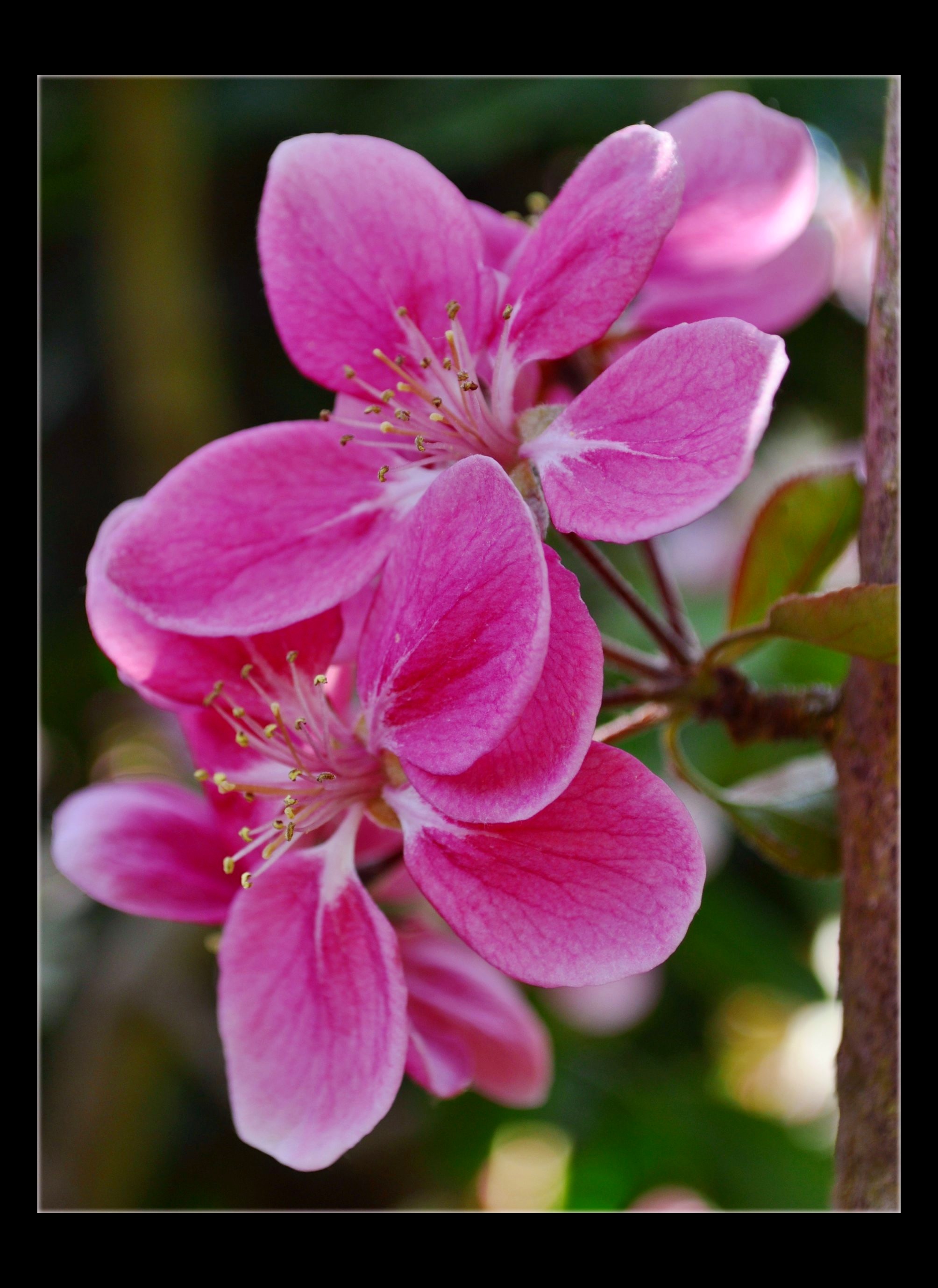 Sweet April Blossom