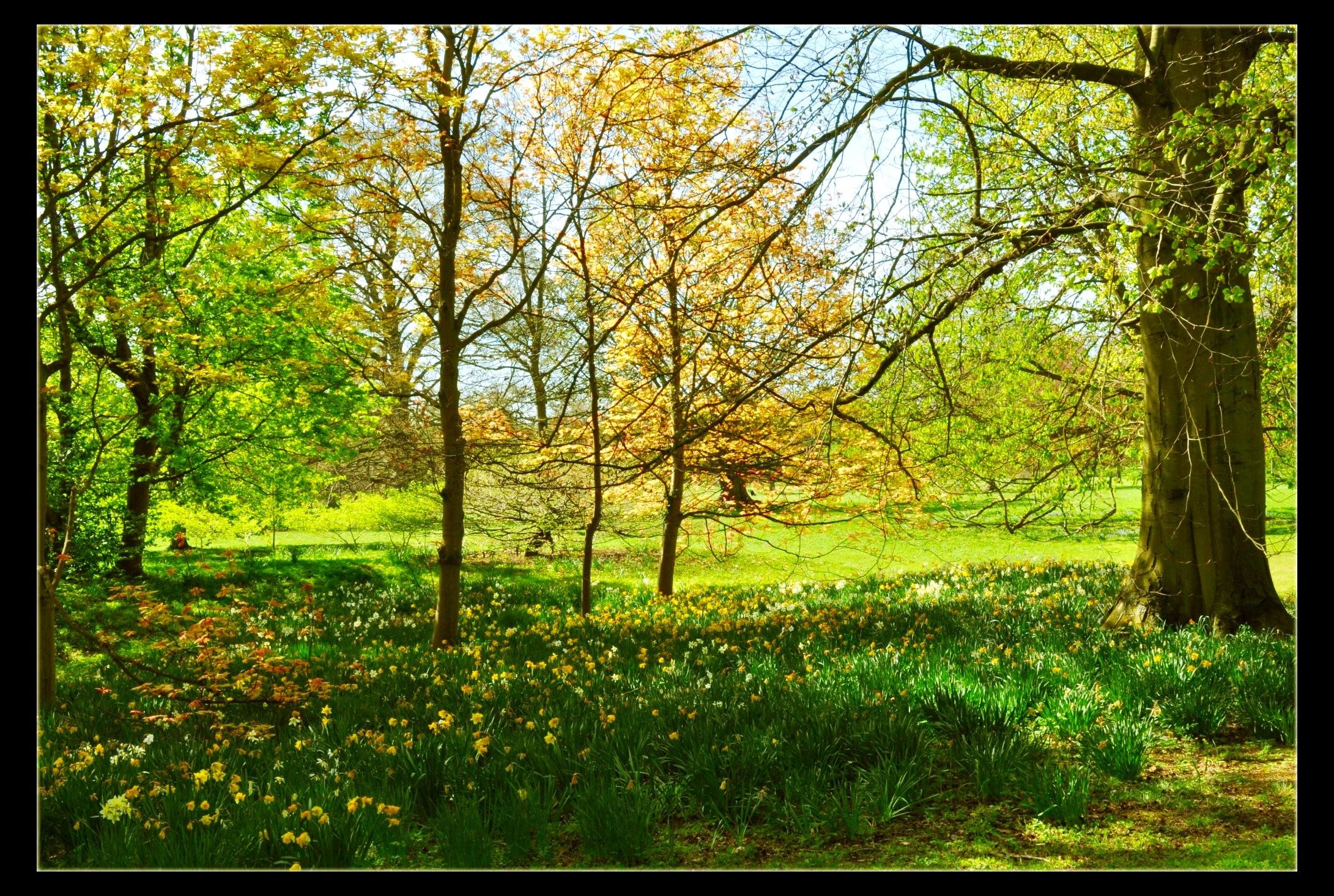 April Daffodils