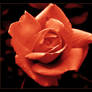 Orange Rose