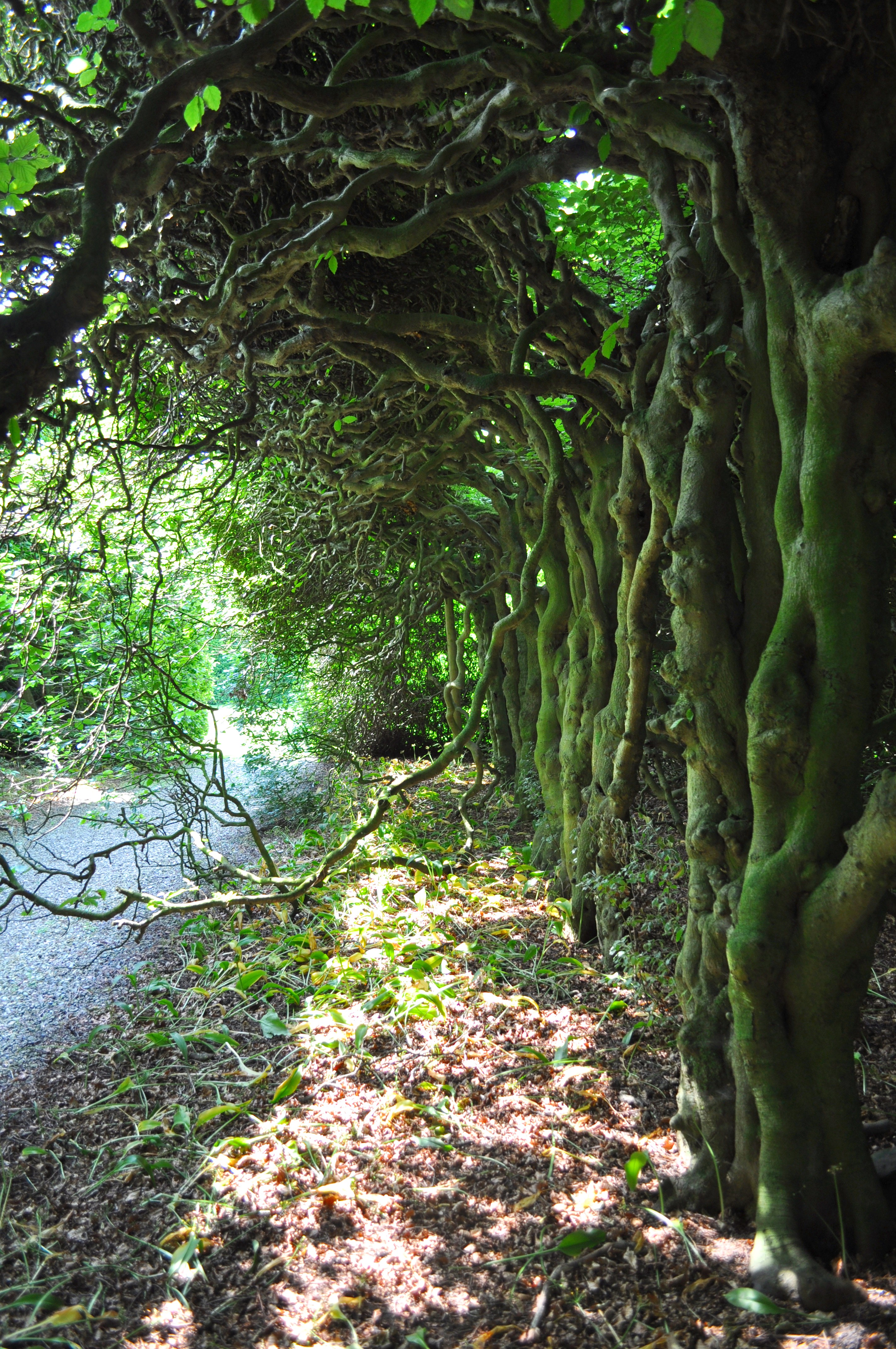 Gnarled Trees at Levens Hall