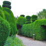 Tatton Park Topiary 2