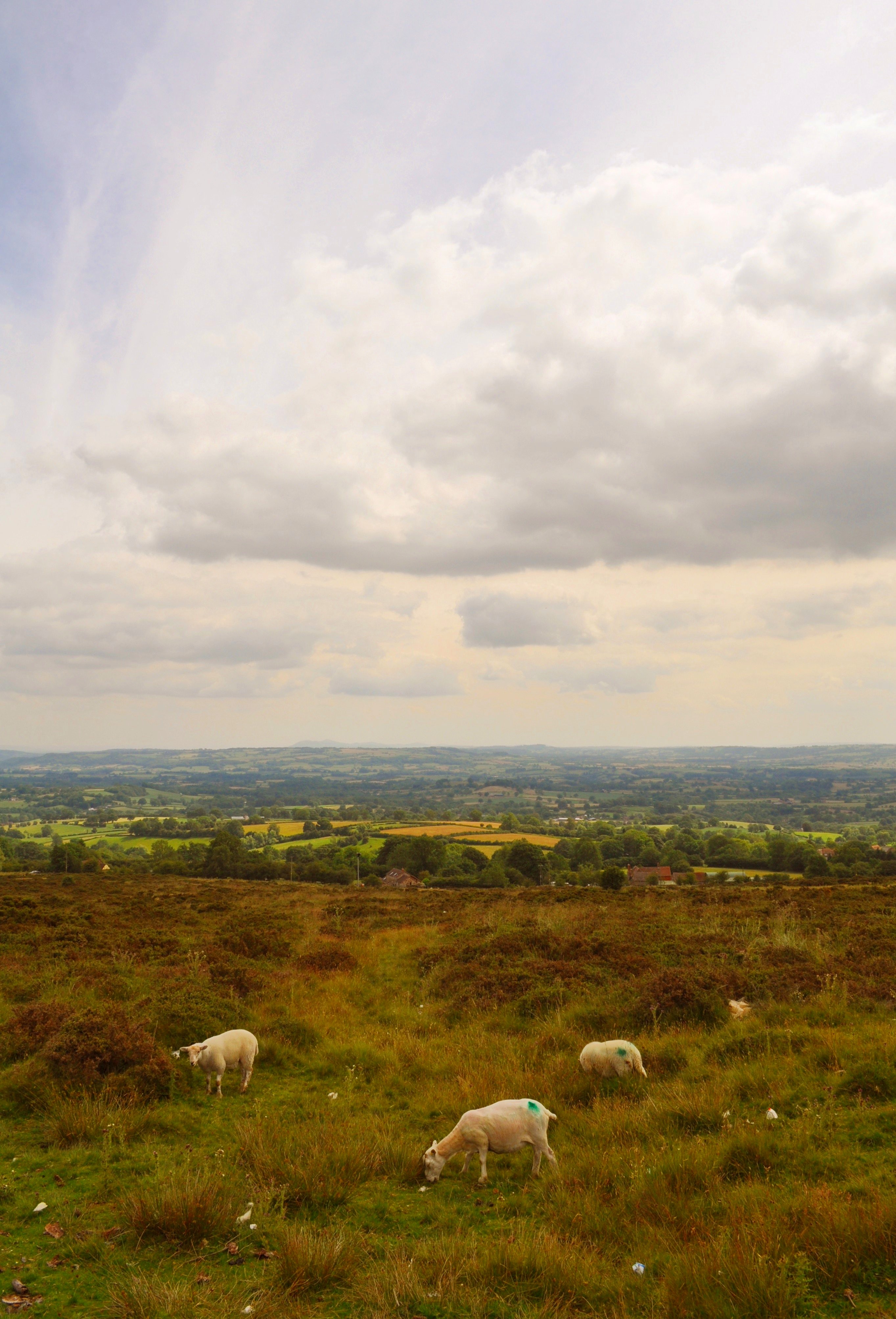 Shropshire Sheep