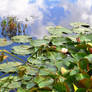 Waterlilies and Sky
