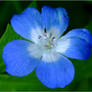 Pretty Blue Wild Flower