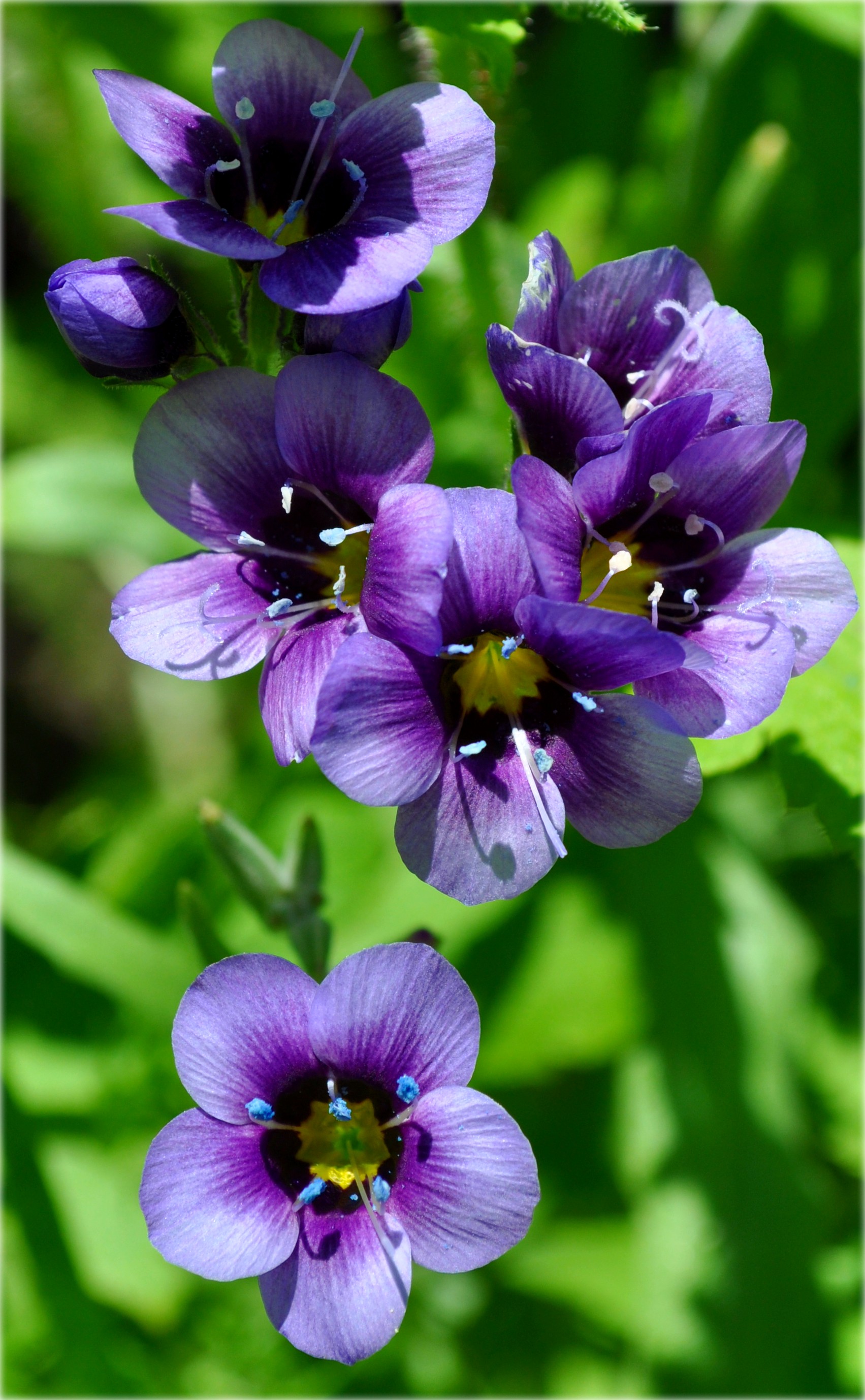 June Beauties