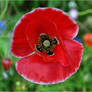 White Edged Poppy