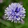 Sweet Cornflower