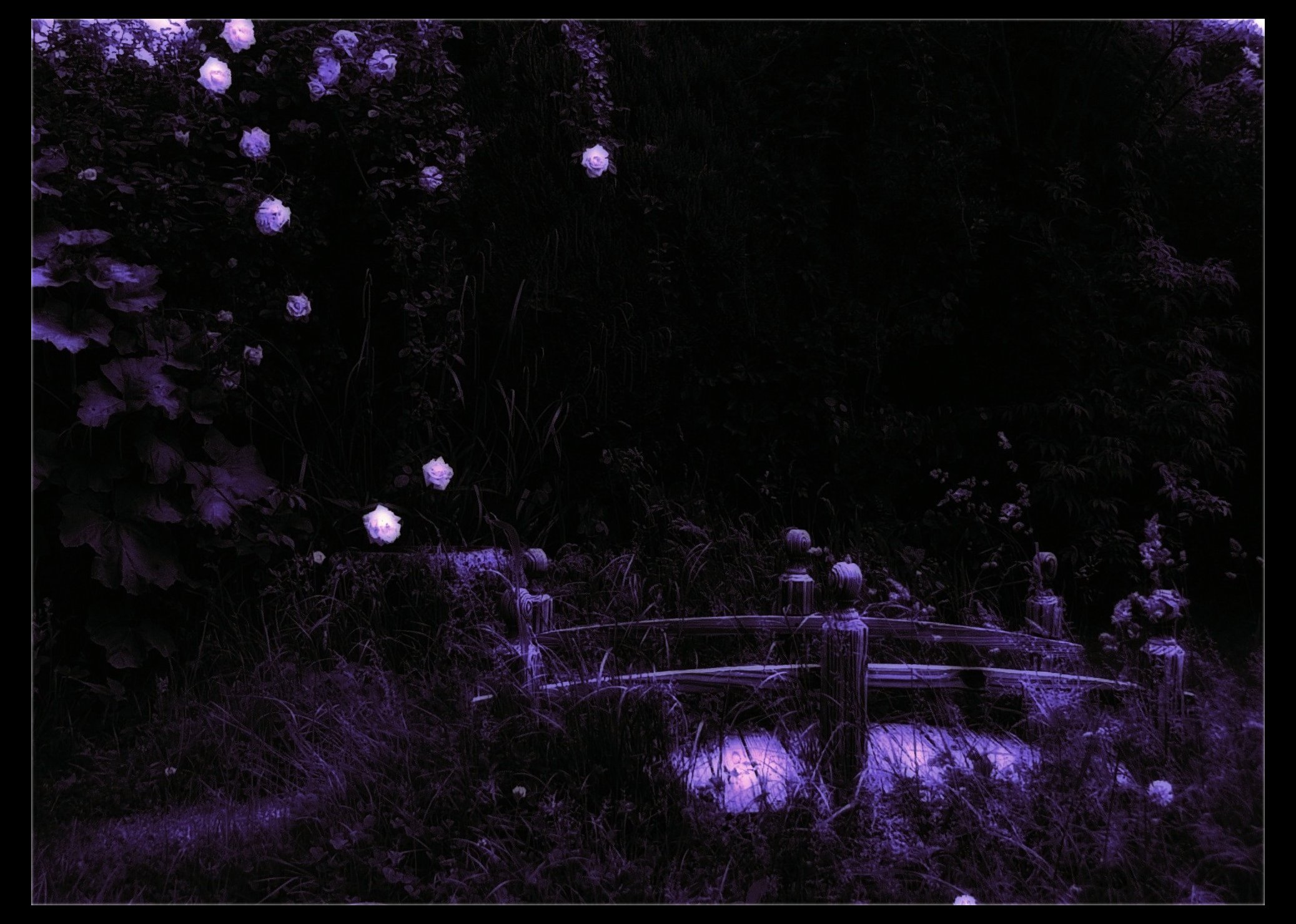 Moonlit Garden By Forestina Fotos On Deviantart